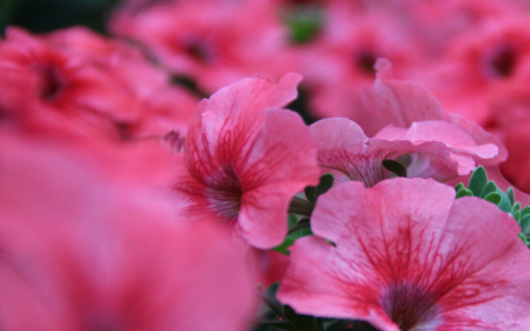 Pflegetipps für Ihre Balkonblumen